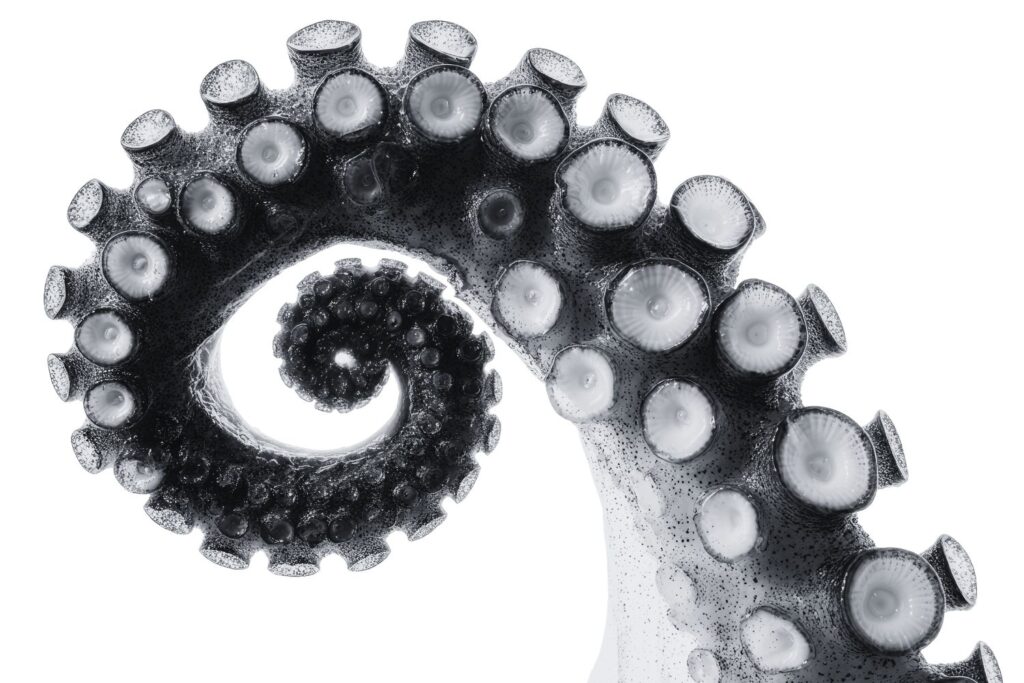 Why People Think Octopuses Are Aliens by Alessandro Vecchi